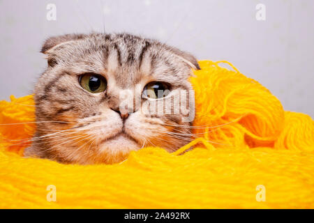 Niedlich, schöne Katze Scottish Fold stecken den Kopf aus der gelben Garne aus Wolle und blickt mit Spannung. Close-up. Stockfoto