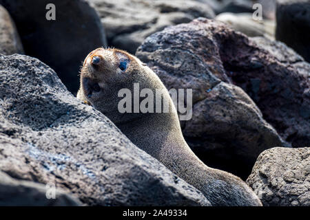 Baby Australischen, als Welpe bekannt, auf den Felsen am Cape Bridgewater liegen, in Victoria, Australien Stockfoto