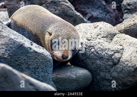 Baby Australischen, als Welpe bekannt, auf den Felsen am Cape Bridgewater liegen, in Victoria, Australien Stockfoto