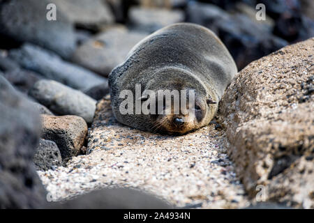 Baby Australischen, als Welpe bekannt, auf den Felsen am Cape Bridgewater liegen, in Victoria, Australien Stockfoto