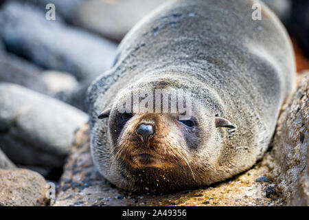 Baby Australischen, als Welpe bekannt, auf den Felsen am Cape Bridgewater liegen, in Victoria, Australien Stockfoto