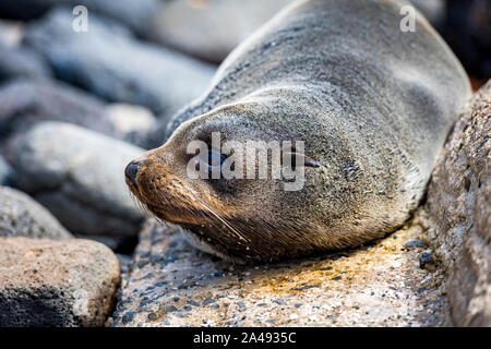 Baby Australischen, als Welpe bekannt, auf den Felsen am Cape Bridgewater liegen, in Victoria, Australien Stockfoto