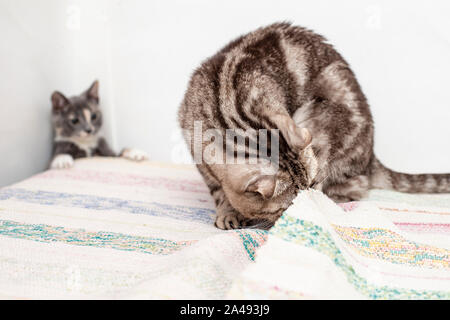 Katzen spielen Verstecken, einer von ihnen ist unter den Abdeckungen suchen, und die anderen hinter sieht peeking lustig im Hintergrund Stockfoto