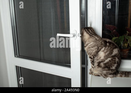 Eine schöne reinrassige Scottish Fold Katze sitzt auf der Fensterbank und atmet die Frische Luft durch die offene Balkontür und Moskitonetz an einem Sommerabend. Stockfoto