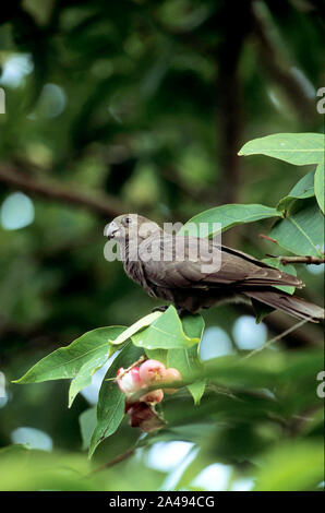 Oder Praslin Seychellen Black Parrot Papagei, Coracopsis nigra barklyi, seychelle Inseln Stockfoto