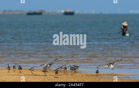 Haikou, China. 12 Okt, 2019. Brachvögel Futter auf den Strand in Guangcun Stadt Danzhou, Südchina, Okt. 12, 2019. Da die Temperatur in Nordchina Tropfen, Zugvögel unter der Leitung nach Süden und kam in Hainan, um den Winter zu verbringen. Credit: Yang Guanyu/Xinhua/Alamy leben Nachrichten Stockfoto