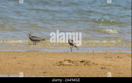 Haikou, China. 12 Okt, 2019. Zwei brachvögel Futter auf den Strand in Guangcun Stadt Danzhou, Südchina, Okt. 12, 2019. Da die Temperatur in Nordchina Tropfen, Zugvögel unter der Leitung nach Süden und kam in Hainan, um den Winter zu verbringen. Credit: Yang Guanyu/Xinhua/Alamy leben Nachrichten Stockfoto