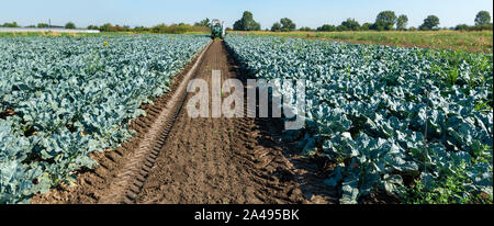 Traktor in Brokkoli Ackerland. Große Brokkoli Plantage. Konzept für wachsende Brokkoli. Sonnigen Tag. Spuren von traktorreifen Stockfoto