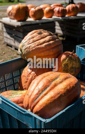 Vielzahl von viele Kürbisse auf dem Markt. Verschiedene Kürbisse auf hölzernen Tisch angeordnet. Kürbis Hintergrund. Halloween grafische Ressourcen. Stockfoto