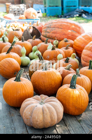 Vielzahl von viele Kürbisse auf dem Markt. Verschiedene Kürbisse auf hölzernen Tisch angeordnet. Kürbis Hintergrund. Halloween grafische Ressourcen. Stockfoto