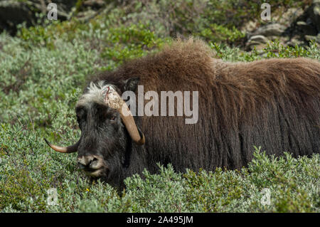 Moschusochse Fütterung auf die Tundra, Dovrefjell - Sunndalsfjella Nationalpark Dovrefjell, Norwegen Stockfoto