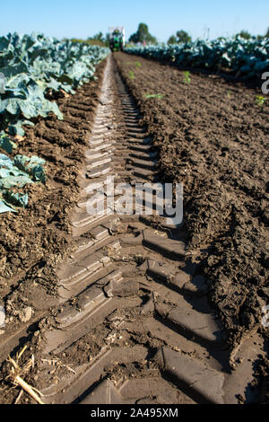 Traktor in Brokkoli Ackerland. Große Brokkoli Plantage. Konzept für wachsende Brokkoli. Sonnigen Tag. Spuren von traktorreifen Stockfoto
