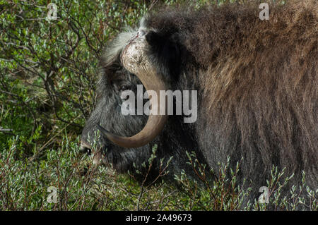 Moschusochse Fütterung auf die Tundra, Dovrefjell - Sunndalsfjella Nationalpark Dovrefjell, Norwegen Stockfoto