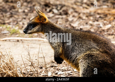 In der Nähe von Parma Wallaby im Freien Stockfoto
