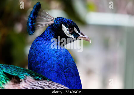 In der Nähe von wunderschönen blau schillernden Peacock Leiter Stockfoto
