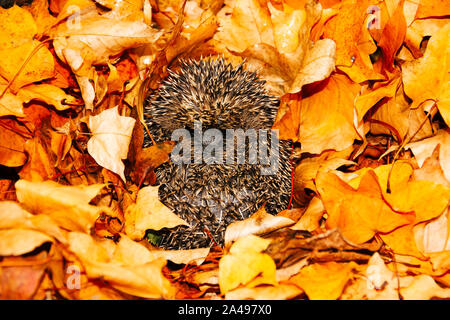 Igel (Erinaceus Europaeus) Wilde, Eingeborener, Europäische Igel in bunten Herbstlaub überwintern. Nach vorne zeigt. Landschaft, Raum für Kopie Stockfoto