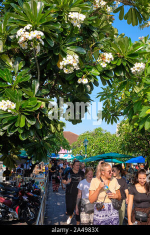 Westliche Touristen unter den weißen Blüten der Plumeria/Frangipani/Lilavadee Baum, in Thailand auch als Lantom; Bangkok, Thailand Stockfoto