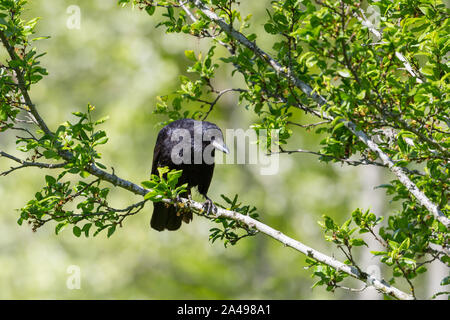 Natürliche schwarze Corvus crow Vogel sitzt auf Äste mit Laub Stockfoto