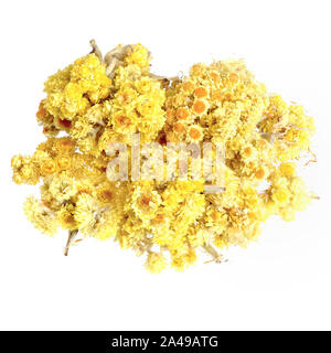 Helichrysum Blumen auf Weiß Nahaufnahme isoliert. Stockfoto