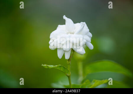 Jasmin Blume blühen im Garten Stockfoto