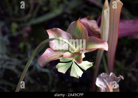 Sydney Australien, Sarracenia oder kannenpflanze Blütenkopf Stockfoto