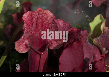 Sydney, Australien, in der Nähe der silbrigen Haare am Eingang der Rohre eines crimson Sarracenia Anlage Stockfoto