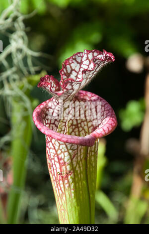 Sydney Australien, einem Rohr oder Trompete eines crimson Pitcherplant oder Sarracenia leucophylla Stockfoto