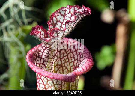 Sydney Australien, Mund der Crimson Pitcherplant oder Sarracenia leucophylla Stockfoto