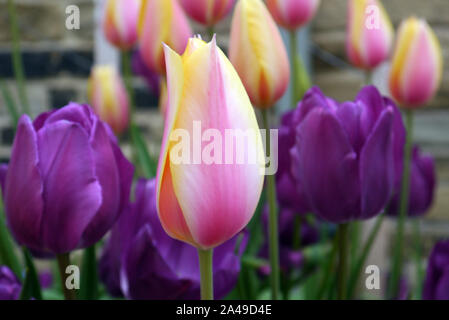 Tulipa 'Blushing Rosa" & "negrita" Tulpe Blumen in einer Grenze an RHS Garden Harlow Carr, Harrogate, Yorkshire gewachsen. England, Großbritannien Stockfoto