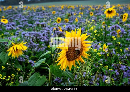 Sonnenblumen in einem Feld der blau blühende Bodendecker Stockfoto