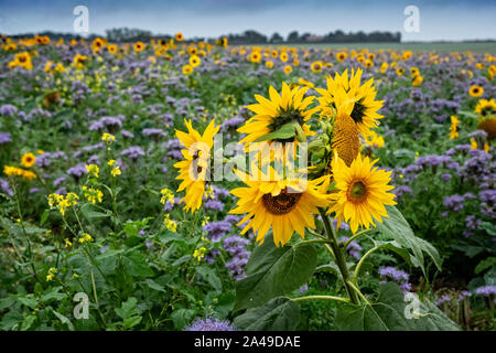 Sonnenblumen in einem Feld der blau blühende Bodendecker Stockfoto