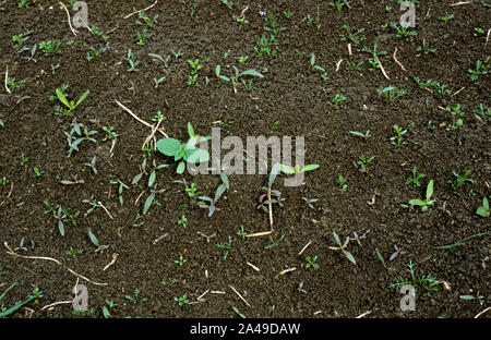 Verschiedene Breiten leaved Unkraut Sämlinge in den sehr jungen Sämling Zuckerrübe auf Fen Boden, Cambridgshire Stockfoto