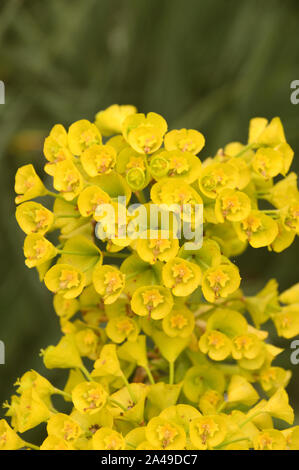 Euphorbia cyparissias "mittelmeerdrittländer Wolfsmilch Wolfsmilch 'Cypress Strauch in eine Grenze an RHS Garden Harlow Carr, Harrogate, Yorkshire gewachsen. England, Großbritannien Stockfoto