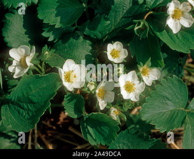Nahaufnahme von Erdbeere Pflanze in Blüte Stockfoto