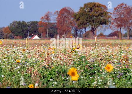 Nauen Ot Ribbeck, Deutschland. 13 Okt, 2019. Wildblumen und Sonnenblumen blühen auf der Wiese eines Ribbeck Landwirt vor dem Ortseingang. Credit: Soeren Stache/dpa-Zentralbild/dpa/Alamy leben Nachrichten Stockfoto