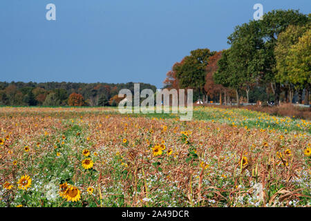 Nauen Ot Ribbeck, Deutschland. 13 Okt, 2019. Wildblumen und Sonnenblumen blühen auf der Wiese eines Ribbeck Landwirt vor dem Ortseingang. Credit: Soeren Stache/dpa-Zentralbild/dpa/Alamy leben Nachrichten Stockfoto