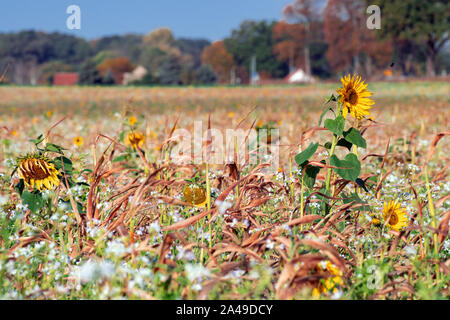 Nauen Ot Ribbeck, Deutschland. 13 Okt, 2019. Wildblumen und Sonnenblumen blühen auf der Wiese eines Ribbeck Landwirt vor dem Ortseingang. Credit: Soeren Stache/dpa-Zentralbild/dpa/Alamy leben Nachrichten Stockfoto