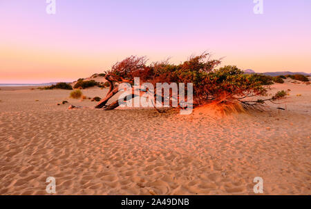 Juniperus durch den Wind in Dune di Piscinas, sardische Wüste, Arbus, Italien geformt Stockfoto