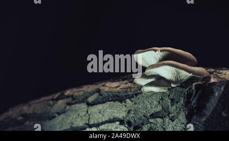 Schöne wachsende Pilze in der alten Walnussbaum auf schwarzem Hintergrund. Stockfoto
