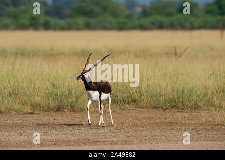 Antilope männlichen Hirschziegenantilope in einem schönen offenen Rasenfläche grüner Hintergrund mit einer malerischen Landschaft und Skyline bei Tal Chhapar Heiligtum, Indien Stockfoto