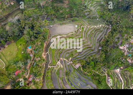 Antenne drone Bild von tegallalang Reis Reisfelder, in der Nähe von Ubud auf Bali, Indonesien Stockfoto