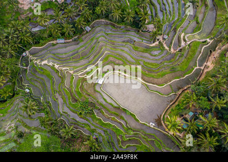 Antenne drone Bild von tegallalang Reis Reisfelder, in der Nähe von Ubud auf Bali, Indonesien Stockfoto