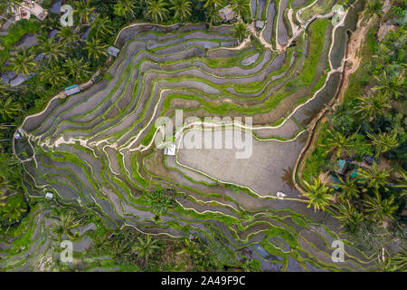 Antenne drone Bild von tegallalang Reis Reisfelder, in der Nähe von Ubud auf Bali, Indonesien Stockfoto