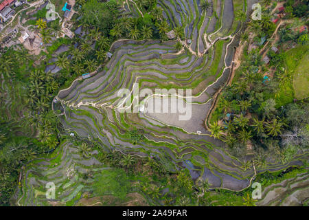 Antenne drone Bild von tegallalang Reis Reisfelder, in der Nähe von Ubud auf Bali, Indonesien Stockfoto