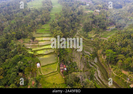 Antenne drone Bild von tegallalang Reis Reisfelder, in der Nähe von Ubud auf Bali, Indonesien Stockfoto