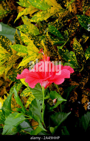 In der Nähe von blühenden Hibiscus rosa-sinensis am Morgen oder Rot China stieg zusammen mit wunderschönen farbigen Blätter, Pflanze. Stockfoto