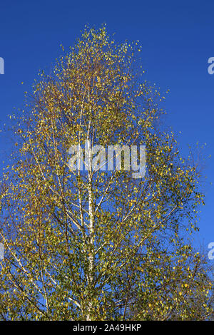 Tree Top der Europäischen weiße Birke vor dem azurblauen Himmel im Herbst, buntes Laub von Silber oder Birke Betula pendula Tree Top im Herbst Szene backgrou Stockfoto