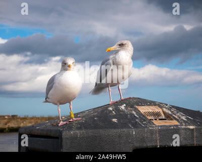 Zwei Silbermöwe Larus argentatus mit BTO gelb Bein Ringe 1 R1B in Whitby, North Yorkshire England Großbritannien Stockfoto