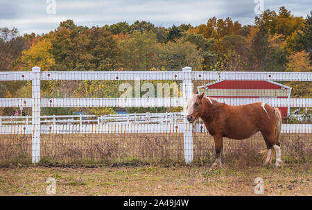 Braunes Pony mit blonden Mähne steht neben weißen Lattenzaun und rote Scheune im Herbst Laub umgeben an einem sonnigen Nachmittag Stockfoto