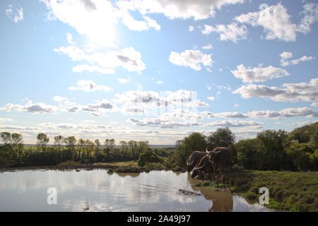 Wasserbüffel bei Hog Deer Creek, Port Lympne Stockfoto